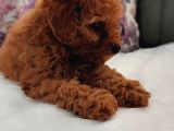 İnani̇lmaz Kali̇te Anne Baba Görerek Toy Poodle Yavrular