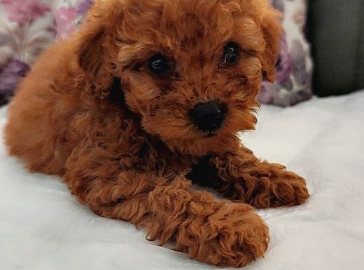 İnani̇lmaz Kali̇te Anne Baba Görerek Toy Poodle Yavrular görsel