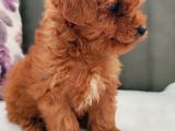 İnani̇lmaz Kali̇te Anne Baba Görerek Toy Poodle Yavrular