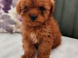 İNANİLMAZ KALİTE ANNE BABA GÖREREK TOY POODLE YAVRULAR
