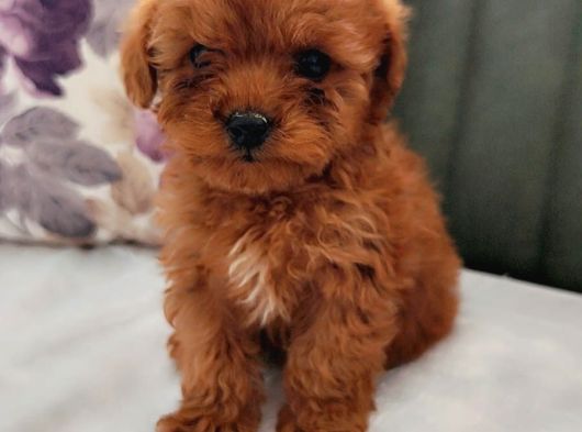 İnani̇lmaz Kali̇te Anne Baba Görerek Toy Poodle Yavrular