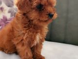 İnani̇lmaz Kali̇te Anne Baba Görerek Toy Poodle Yavrular