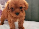 İnani̇lmaz Kali̇te Anne Baba Görerek Toy Poodle Yavrular