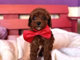 En Tatlıı Poodle Yavrularıı Bizdee