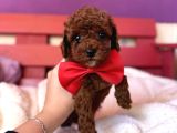 En tatlıı poodle yavrularıı bizdee