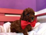 En Tatlıı Poodle Yavrularıı Bizdee