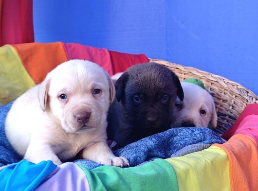 Krem Ve Çi̇kolata A Kali̇te Labrador Yavrular görsel