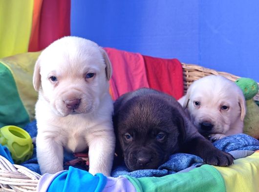 Krem Ve Çi̇kolata A Kali̇te Labrador Yavrular görsel