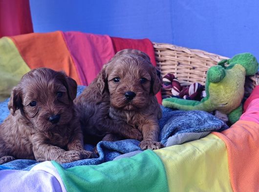 Anne Baba Gerçek Cavapoo Yavrularimiz görsel