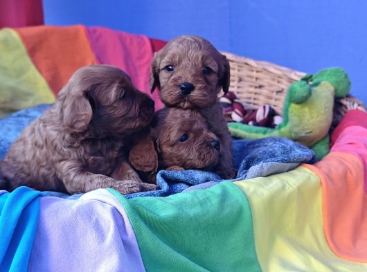 Anne Baba Gerçek Cavapoo Yavrularimiz görsel