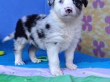 Blue Merle Orji̇nal Gerçek Border Coli̇e Yavrular