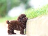 GERÇEK CHOCOLATE BROWN KORE POODLE NADİR