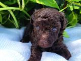 ÖZEL RENK CHOCOLATE BROWN KORE POODLE