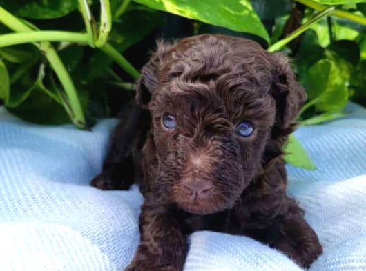 Özel Renk Chocolate Brown Kore Poodle
