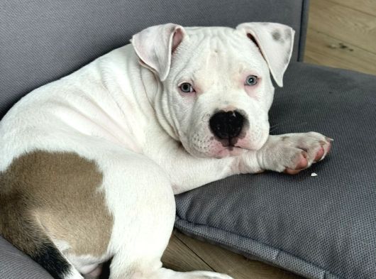 Erkek 2 Aylık Albino Mavi Gözlü görsel
