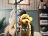 Toy Poodle