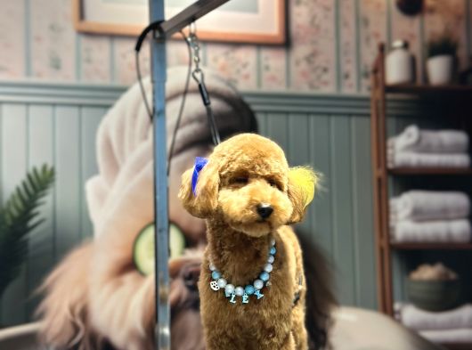 Toy Poodle görsel