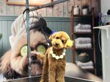 Toy Poodle
