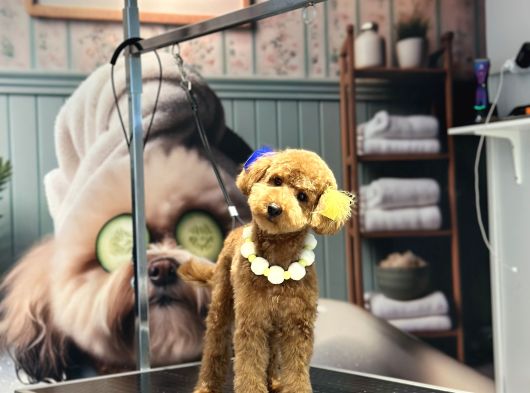 Toy Poodle görsel