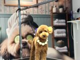 Toy poodle