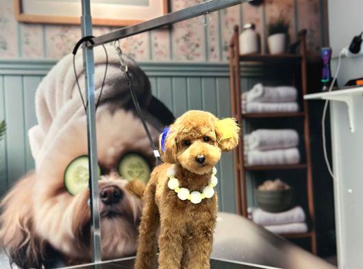Toy Poodle