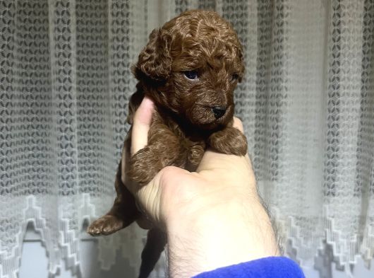Redbrow Toy Poodle görsel