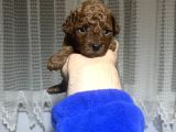 Redbrow toy poodle