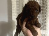 Redbrow Toy Poodle