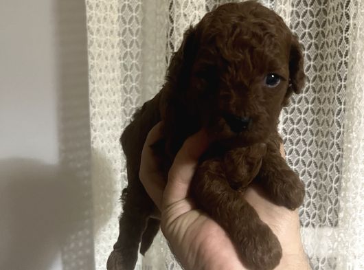 Redbrow Toy Poodle görsel