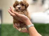 Maltipoo Yavruları