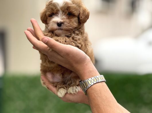 Maltipoo Yavruları görsel