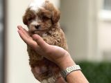 Maltipoo Yavruları