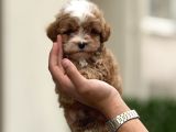 Maltipoo yavruları