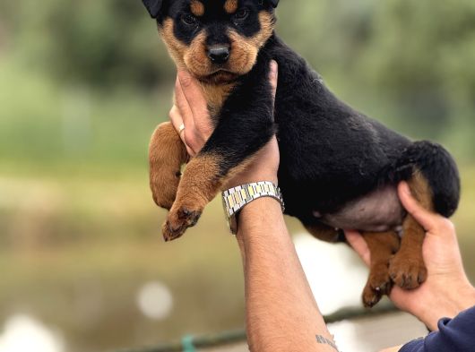 Rot Yavruları görsel
