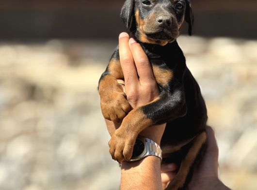 A Kalite Doberman Yavruları görsel