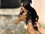 A Kalite Doberman Yavruları