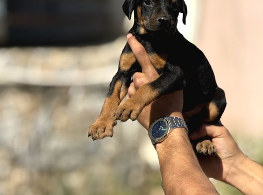 A Kalite Doberman Yavruları görsel