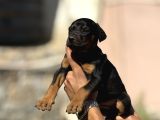 A Kalite Doberman Yavruları