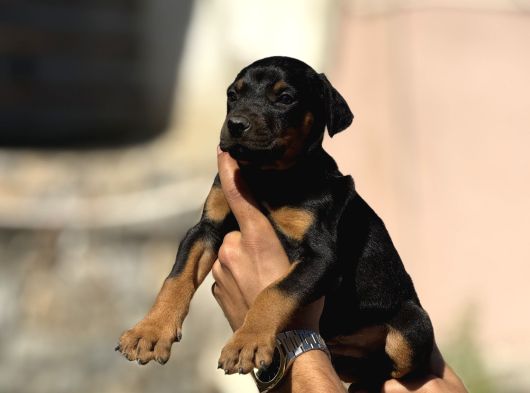 A Kalite Doberman Yavruları