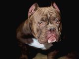 Mirco Exotic bully