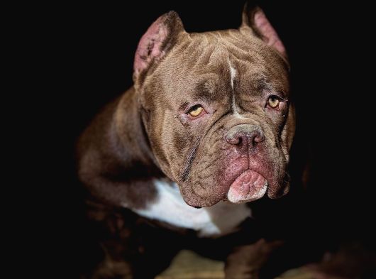 Mirco Exotic Bully