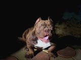 Mirco Exotic Bully