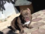 Mirco Exotic Bully