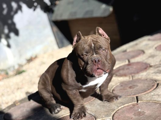 Mirco Exotic Bully görsel