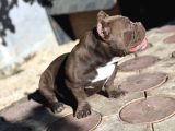 Mirco Exotic Bully