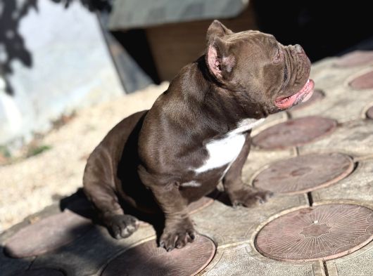 Mirco Exotic Bully görsel