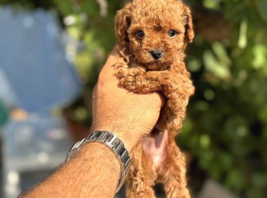 Toy Poodle Yavrularimiz görsel