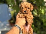 Toy Poodle Yavrularimiz