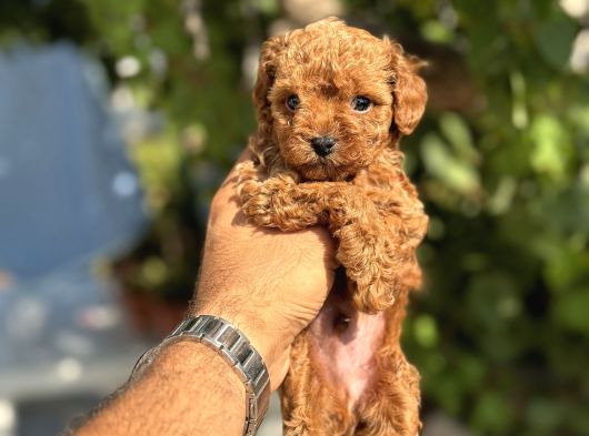 Toy Poodle Yavrularimiz görsel
