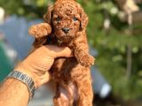 TOY POODLE YAVRULARIMIZ
